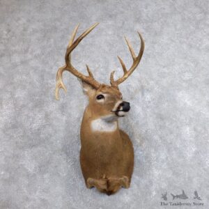 Whitetail Deer Shoulder Taxidermy Mount For Sale #18624 @ The Taxidermy Store.jpg