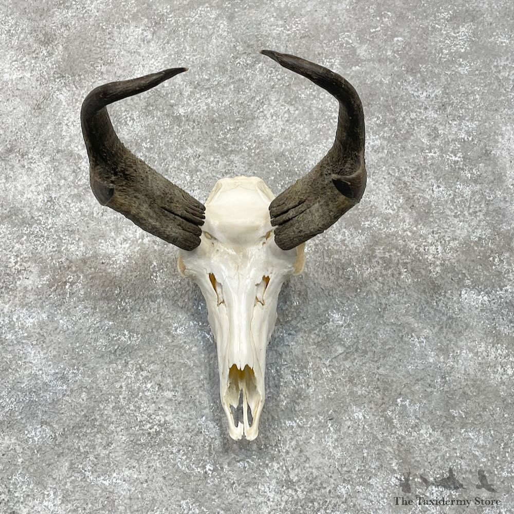 Pronghorn Skull & Horns European Mount For Sale #28464 @ The Taxidermy Store