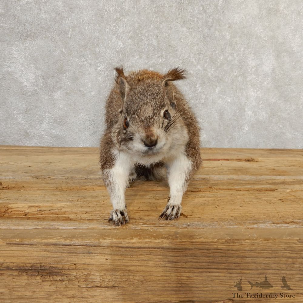 Abert's Squirrel Life-Size Mount For Sale #20763 @ The Taxidermy Store