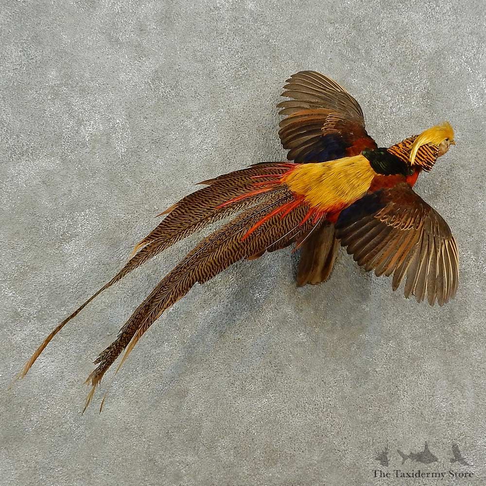 Golden Pheasant Bird Mount For Sale #16934 @ The Taxidermy Store