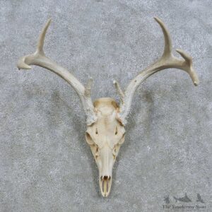 Whitetail Deer Antler Mount For Sale #15143 @ The Taxidermy Store