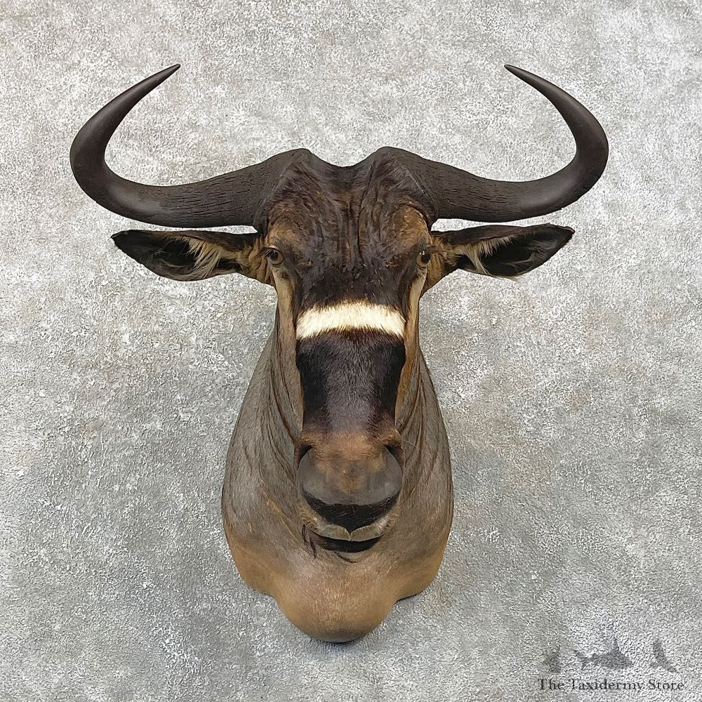 Nyasa Wildebeest Shoulder Mount For Sale #24762 - The Taxidermy Store