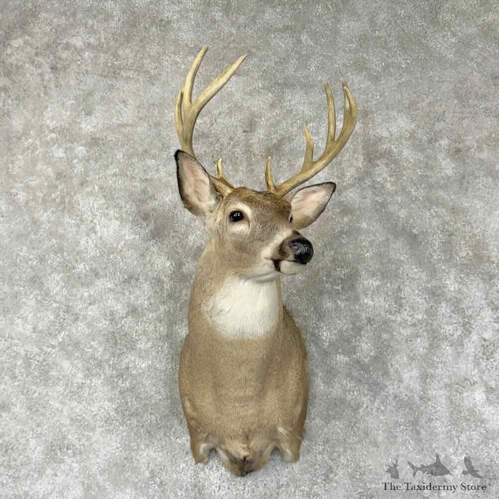 Whitetail Deer Shoulder Mount For Sale #31340 @ The Taxidermy Store