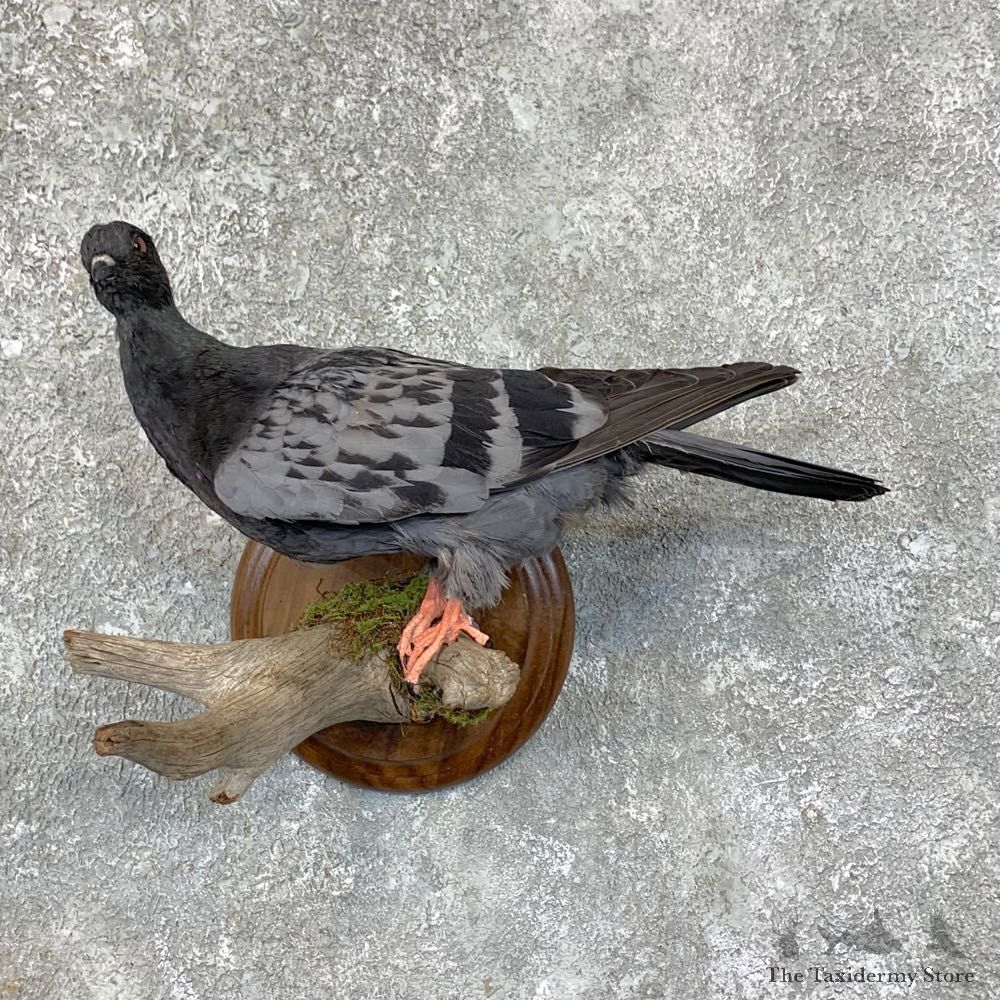 Common Pigeon Life Size Taxidermy Mount #23569 For Sale @ The Taxidermy Store