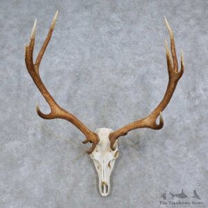 Red Deer Skull Antler European Mount For Sale #15710 @ The Taxidermy Store