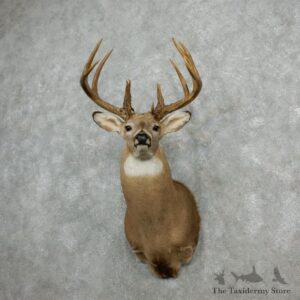 Whitetail Deer Shoulder Mount For Sale #18100 @ The Taxidermy Store