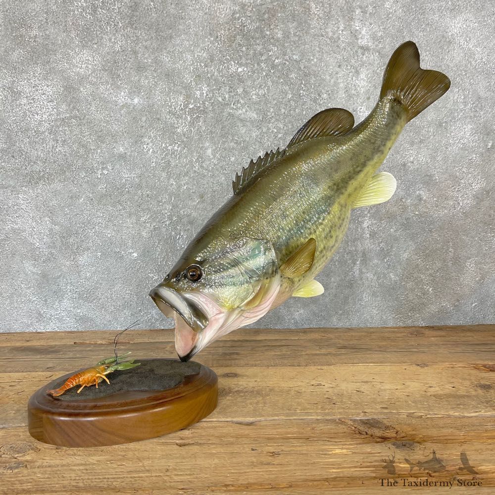 Largemouth Bass Fish Mount For Sale #24710 @ The Taxidermy Store