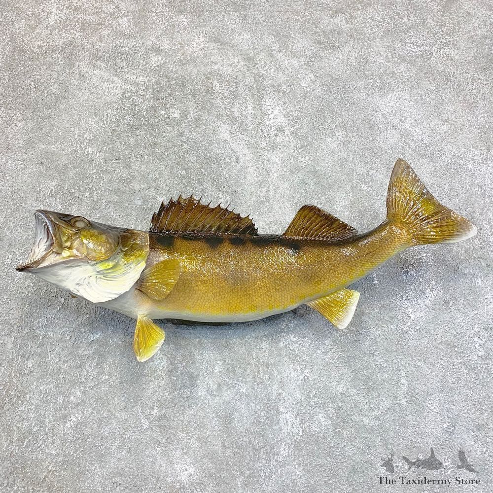 Walleye Taxidermy Fish Mount #21815 For Sale @ The Taxidermy Store