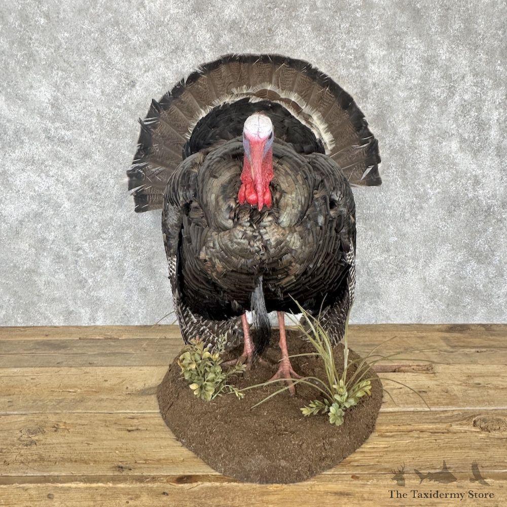Gould's Turkey Bird Mount For Sale #30283 @ The Taxidermy Store