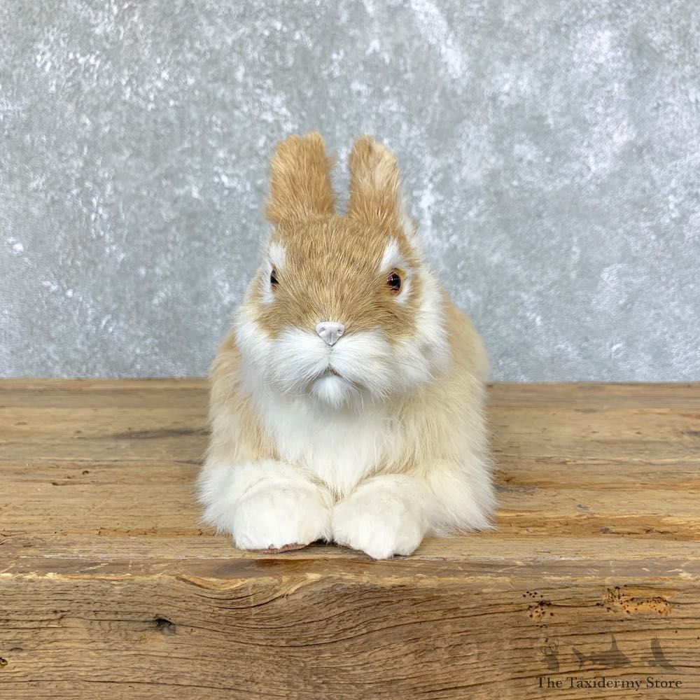 European Rabbit Life-Size Taxidermy Mount For Sale #23923 @ The Taxidermy Store