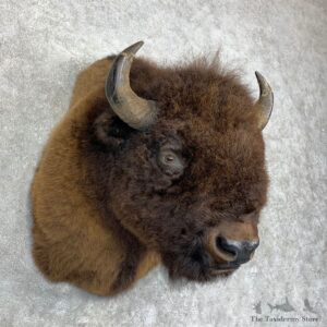 American Buffalo Shoulder Mount For Sale #21733 @ The Taxidermy Store