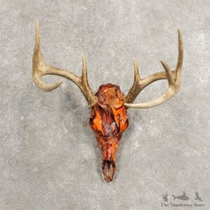 Whitetail Deer Skull European Mount For Sale #20450 @ The Taxidermy Store