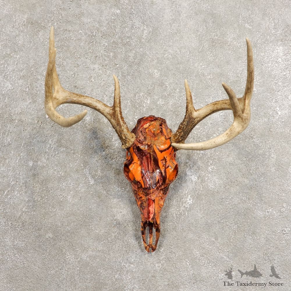 Whitetail Deer Skull European Mount For Sale #20450 @ The Taxidermy Store