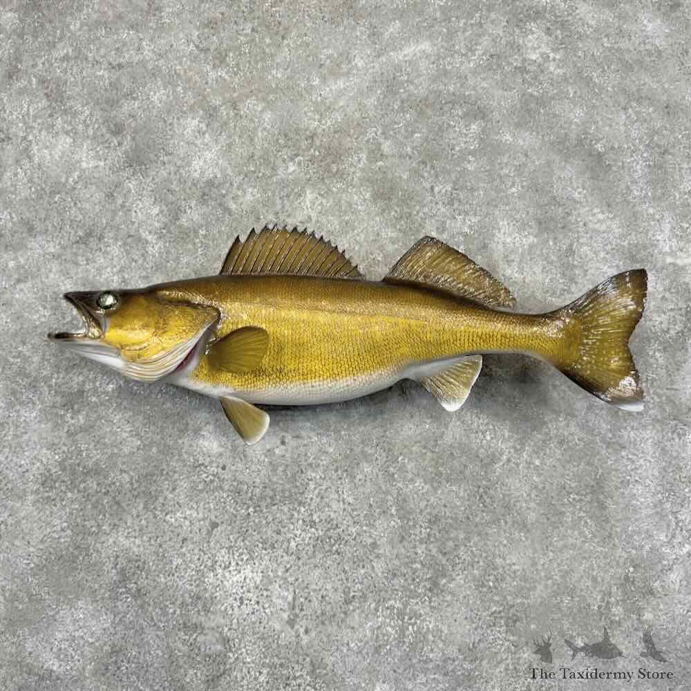 Walleye Fish Mount For Sale #32091 @ The Taxidermy Store