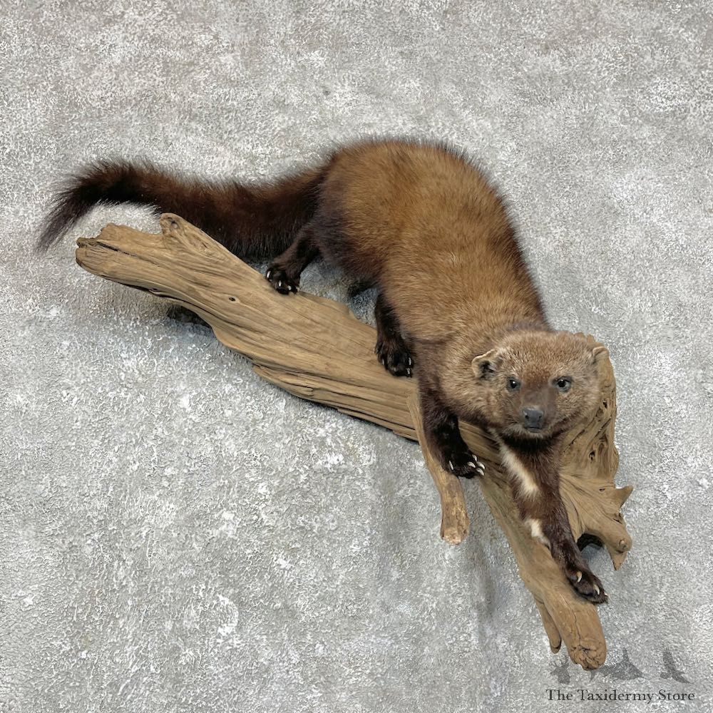 Fisher Life-Size Taxidermy Mount #25256 For Sale @ The Taxidermy Store