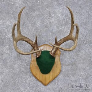 Whitetail Deer Taxidermy Antler Plaque Mount #12447 For Sale @ The Taxidermy Store