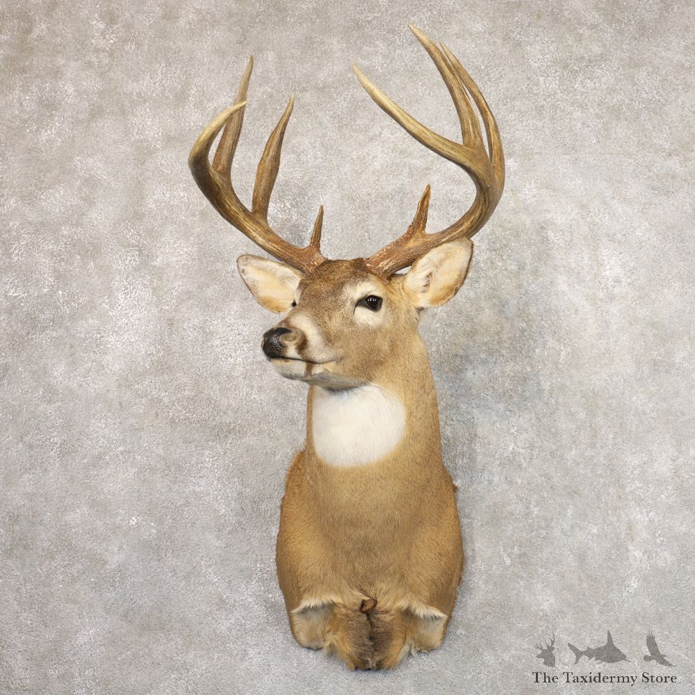 Whitetail Deer Shoulder Mount #22174 For Sale - The Taxidermy Store