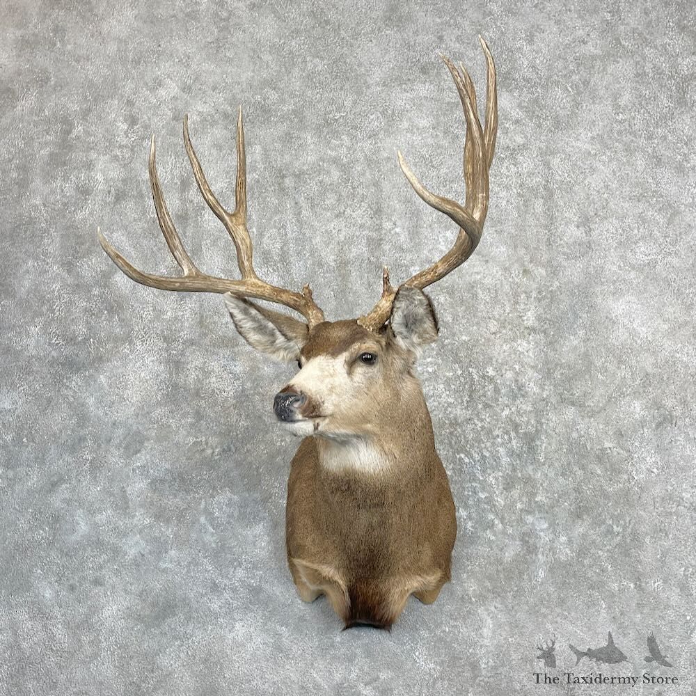 Mule Deer Shoulder Mount For Sale #27271 @ The Taxidermy Store
