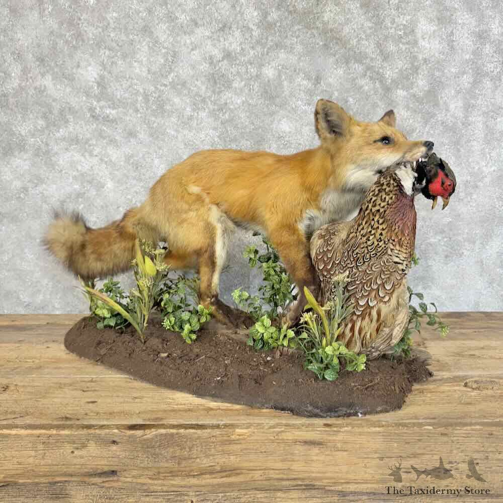 Red Fox With Pheasant Life-Size Mount For Sale #31152 @ The Taxidermy Store
