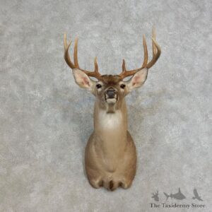 Whitetail Deer Shoulder Mount #17275 For Sale - The Taxidermy Store
