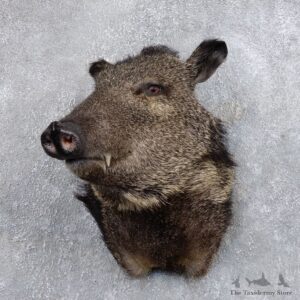 Peccary Taxidermy Mount For Sale #18729 @ The Taxidermy Store