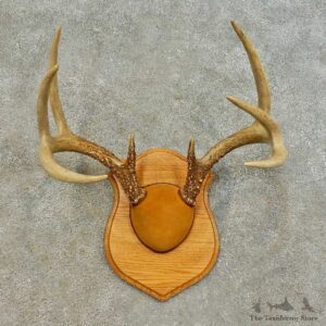 Whitetail Deer Antler Plaque Mount For Sale #16474 @ The Taxidermy Store