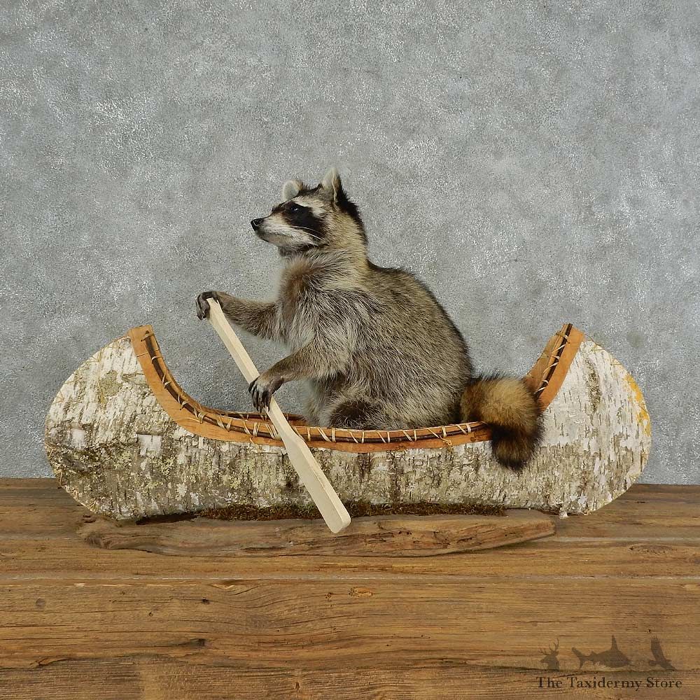 Canoeing Raccoon Novelty Mount For Sale #16846 @ The Taxidermy Store