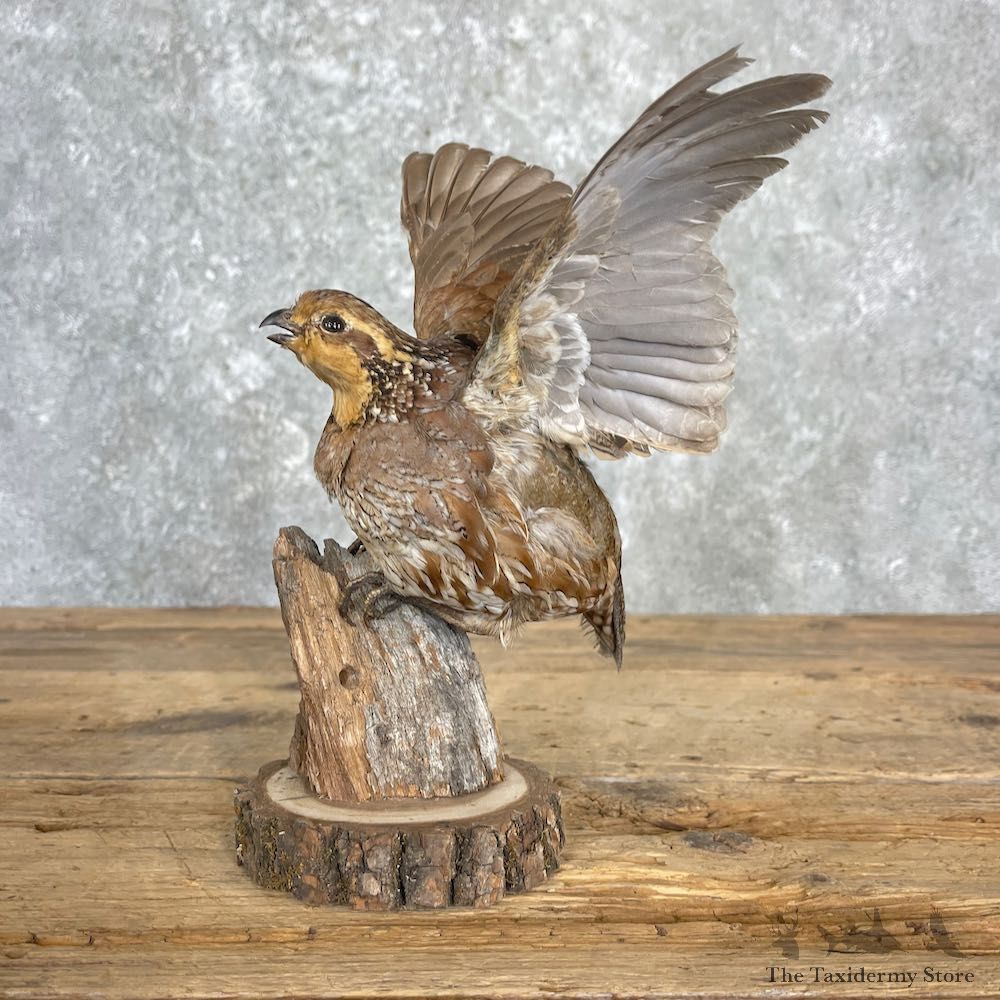 Bobwhite Quail Bird Mount For Sale #27202 @ The Taxidermy Store