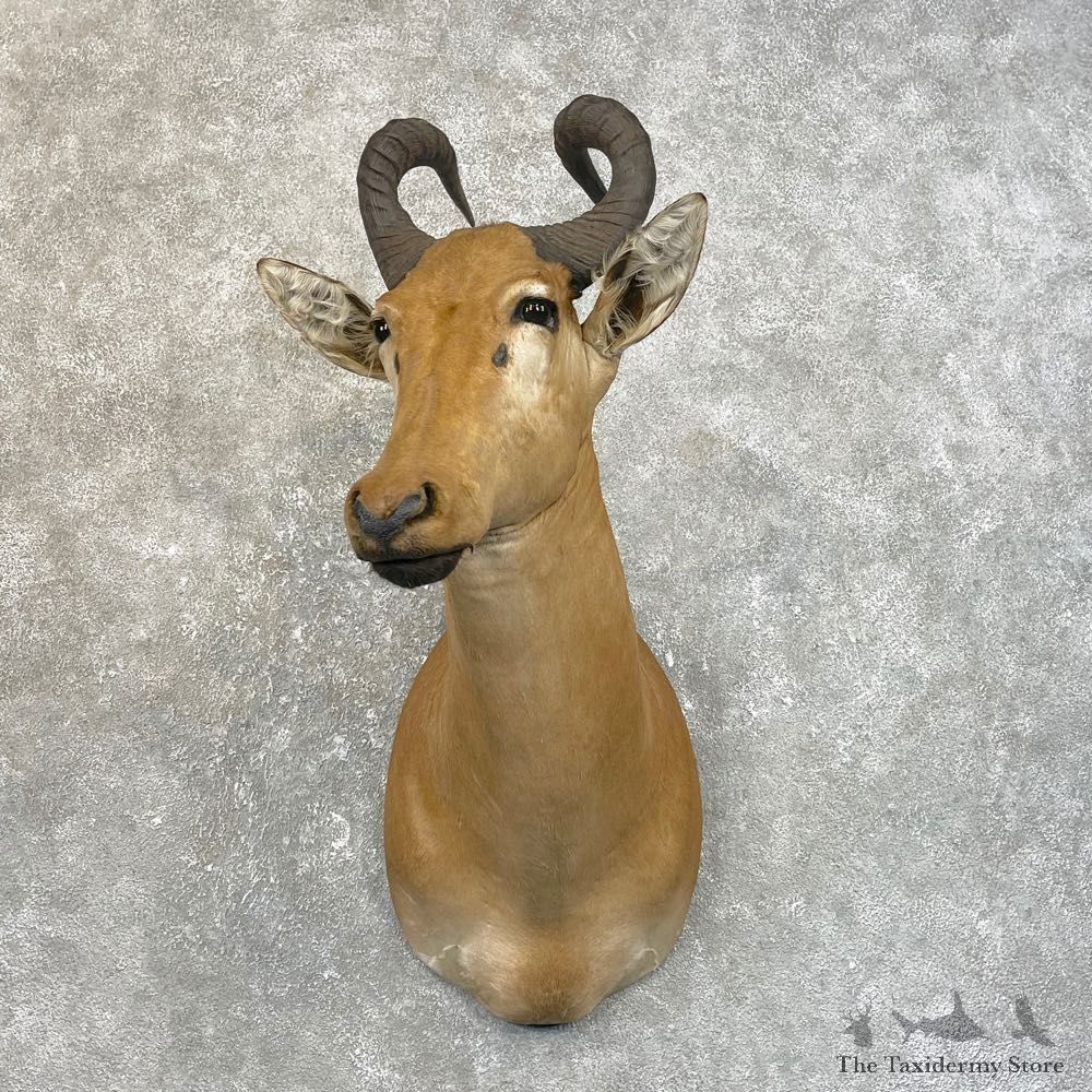 Lichtenstein Hartebeest Shoulder Mount For Sale #25121 @ The Taxidermy Store