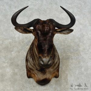 Blue Wildebeest Shoulder Mount For Sale #16221 @ The Taxidermy Store