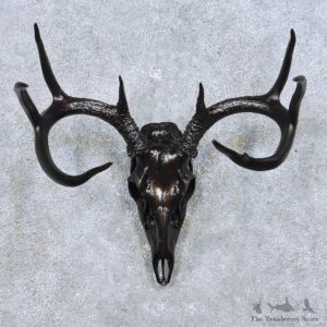 Whitetail Deer Skull Antler European Mount For Sale #14011 @ The Taxidermy Store