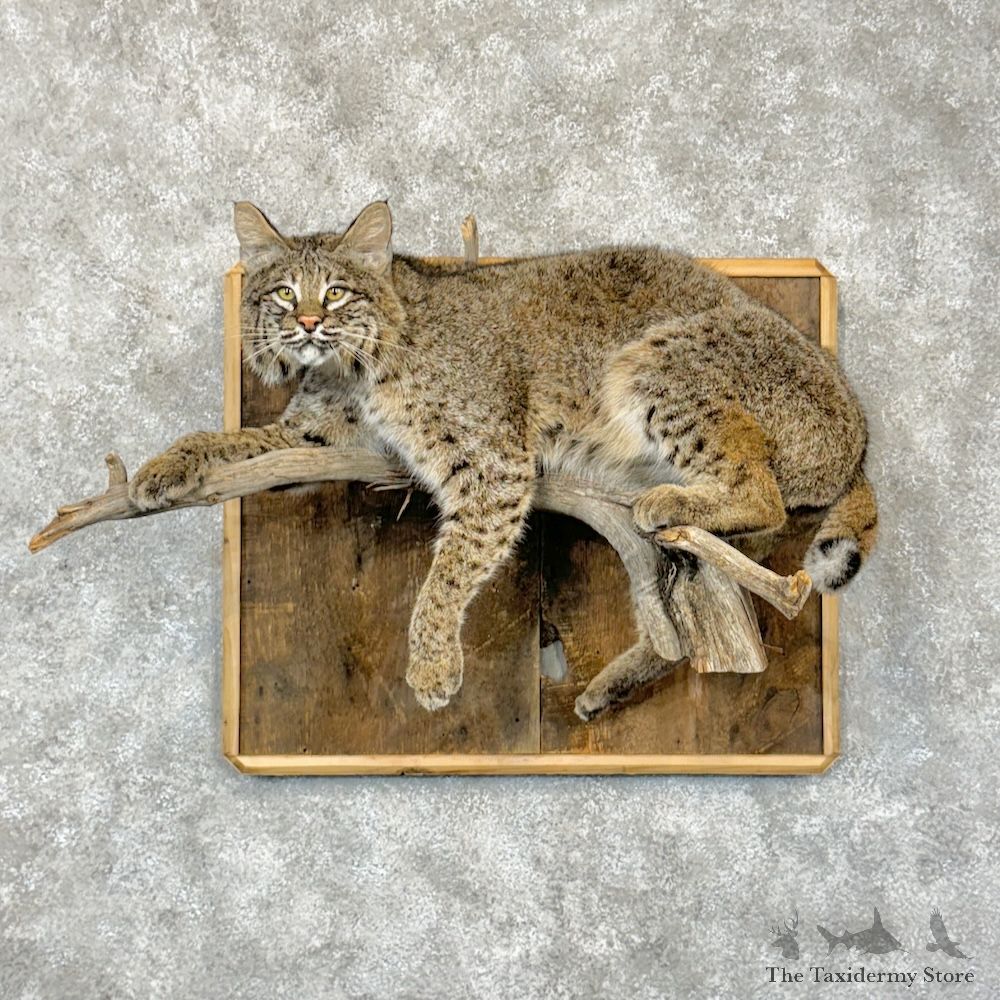 Bobcat Life-Size Mount For Sale #29789 @ The Taxidermy Store