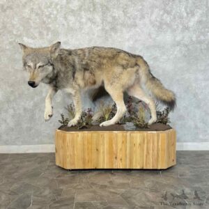 Alaskan Grey Wolf Life-Size Mount For Sale #31223 @ The Taxidermy Store