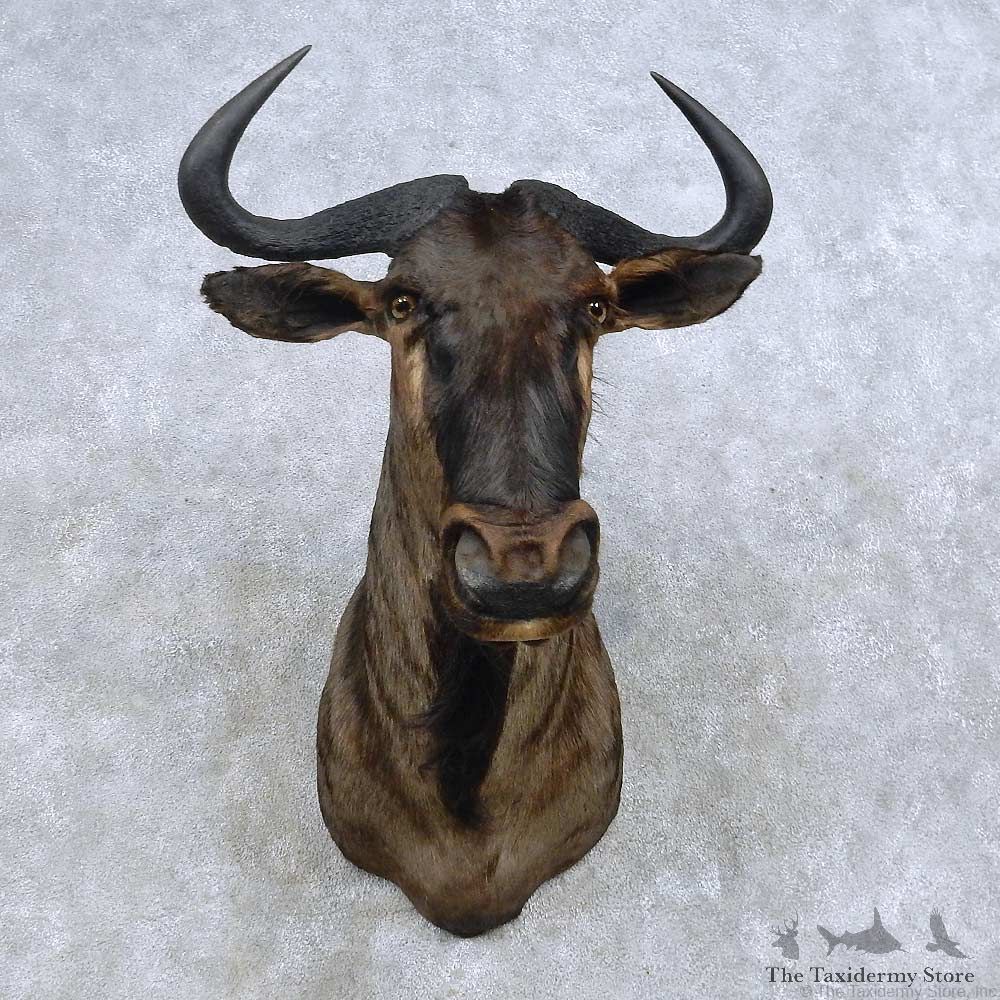 Blue Wildebeest Shoulder Mount For Sale #14589 @ The Taxidermy Store