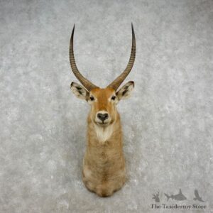 African Waterbuck Shoulder Mount #17367 For Sale @ The Taxidermy Store