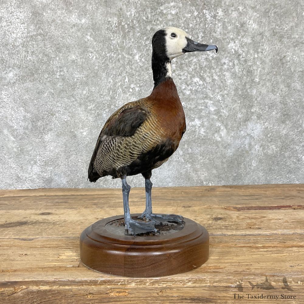 White-Faced Whistling Duck Taxidermy Mount For Sale #26448 @ The Taxidermy Store