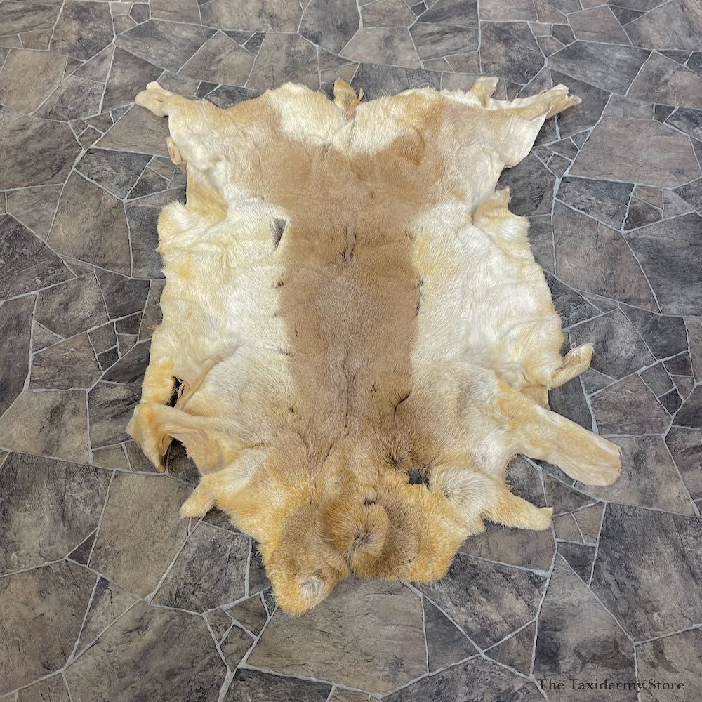 Pronghorn Antelope Hide For Sale #25378 @ The Taxidermy Store