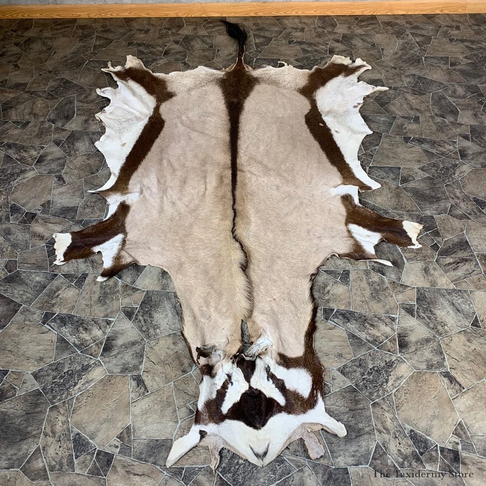 Gemsbok Hide For Sale #21856 @ The Taxidermy Store