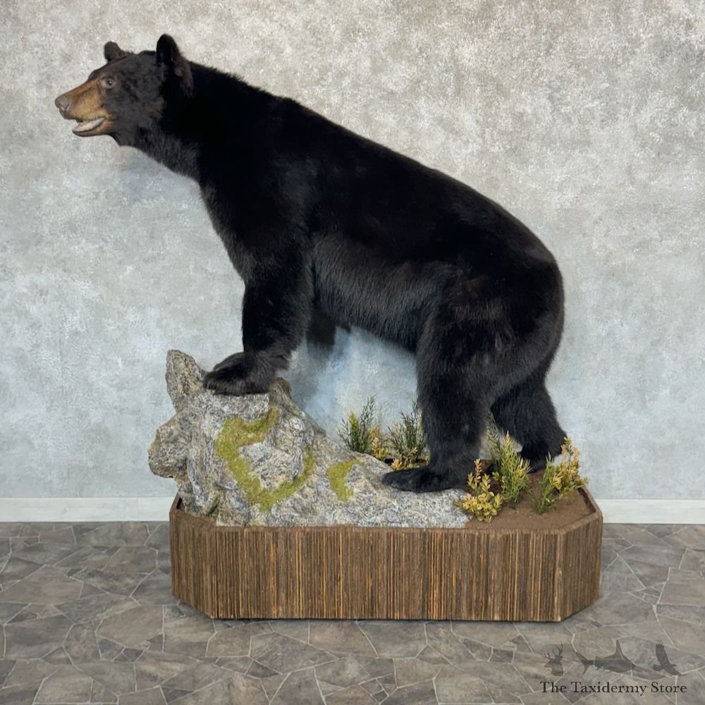 Black Bear Life-Size Mount For Sale #29255 @ The Taxidermy Store