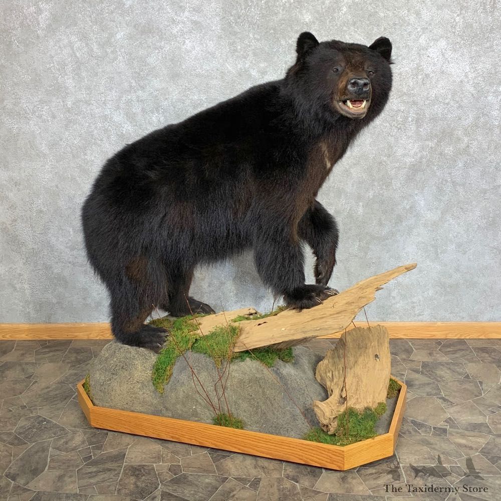 Black Bear Life-Size Mount For Sale #23226 @ The Taxidermy Store