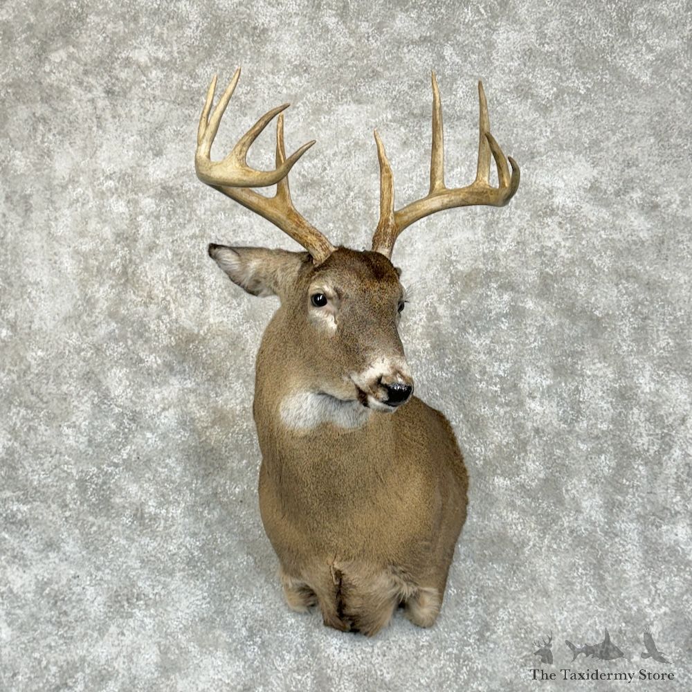 Whitetail Deer Shoulder Mount For Sale #29394 - The Taxidermy Store