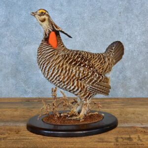 Greater Prairie Chicken Bird Mount For Sale #15563 @ The Taxidermy Store