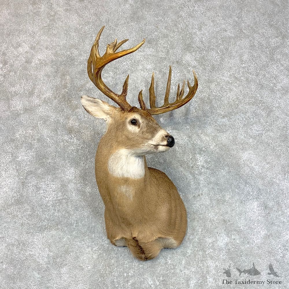 Whitetail Deer Shoulder Mount #22802 For Sale - The Taxidermy Store