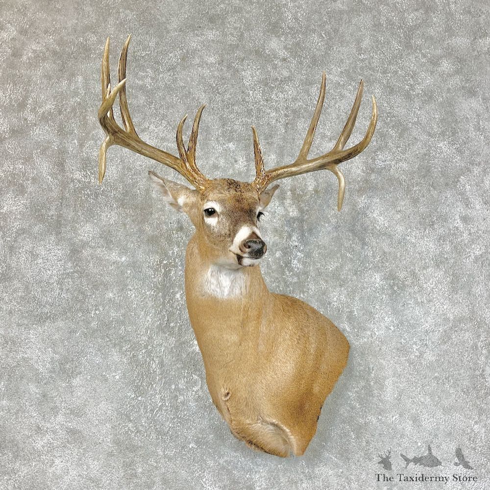 Whitetail Deer Shoulder Mount For Sale #25310 @ The Taxidermy Store