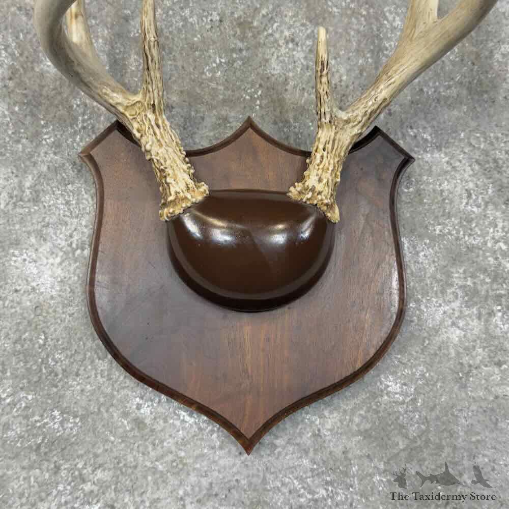 Whitetail Deer Antler Plaque Mount For Sale #30341 @ The Taxidermy Store