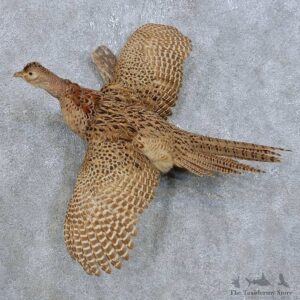 Hen Pheasant Bird Mount For Sale #14820 @ The Taxidermy Store