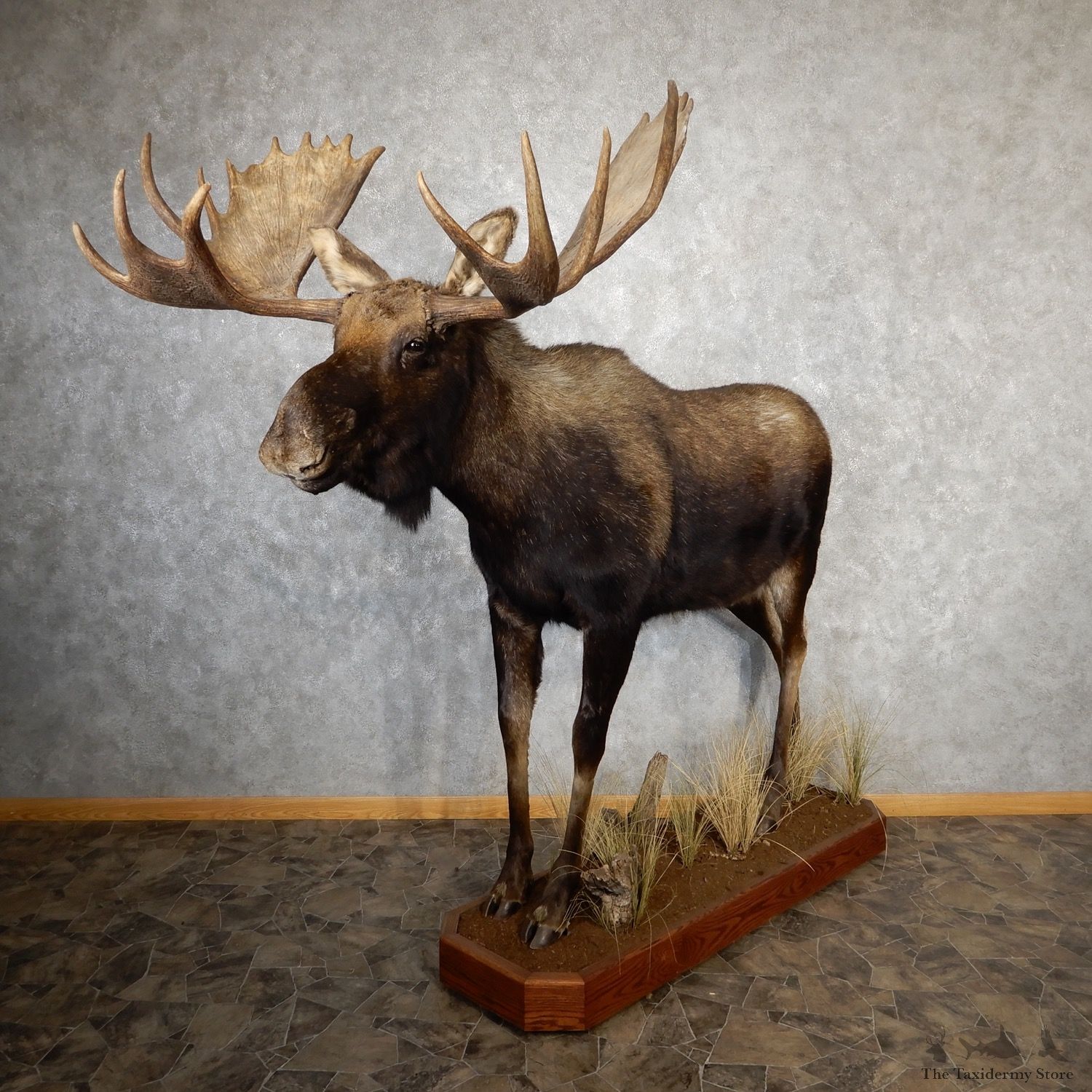 Eastern Canada Moose Life-Size Taxidermy Mount For Sale #19049 @ The Taxidermy Store