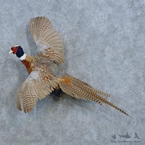 Ringneck Pheasant Bird Mount For Sale #15427 @ The Taxidermy Store