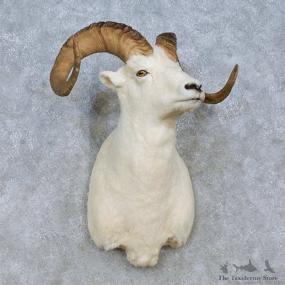 Dall Sheep Shoulder Mount For Sale #15079 @ The Taxidermy Store