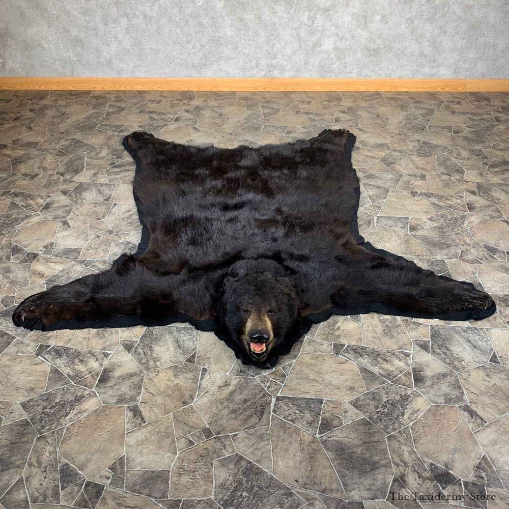 Black Bear Full-Size Rug For Sale #21177 @ The Taxidermy Store